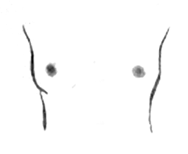 la forme de vos seins 1