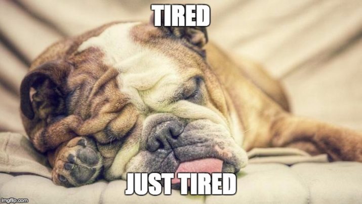 tips to relax dog sleeping meme