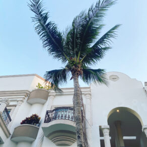 Palmier à Playa Del Carmen