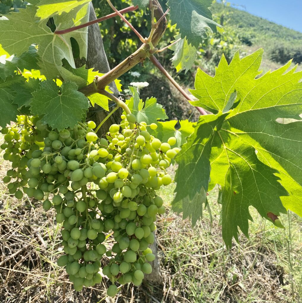 vigne en Grèce